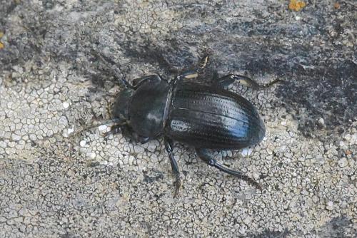 Réf. 242 952 : Phylan abbreviatus