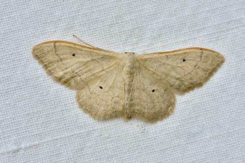 Idaea straminata
