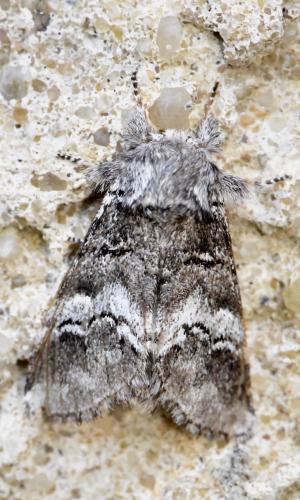Drymonia querna