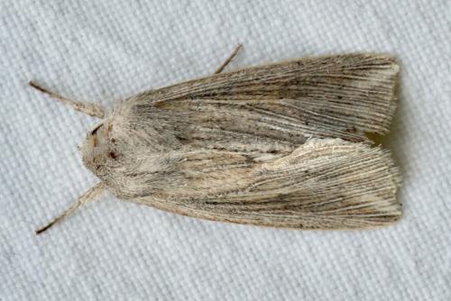 Mythimna riparia