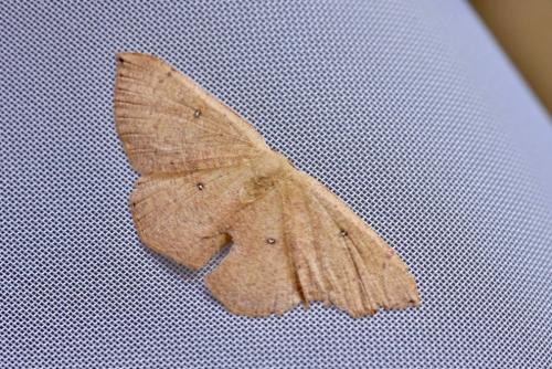 Réf. 242 689 : Cyclophora puppillaria