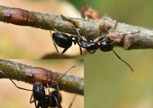 Réf. 242 347 : Camponotus aethiops