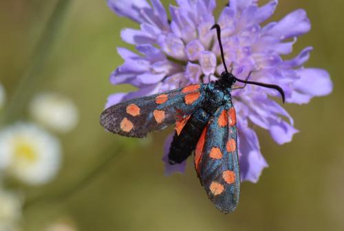 Zygaena sp.