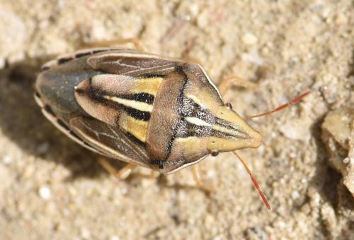 Réf. 242 378 : Aelia rostrata cognata