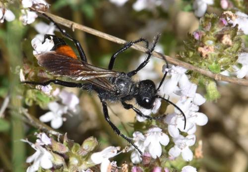 Podalonia hirsuta