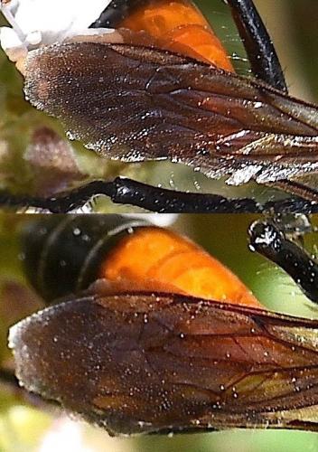 Podalonia hirsuta