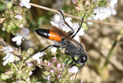 Podalonia hirsuta