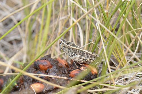 Calliptamus sp.