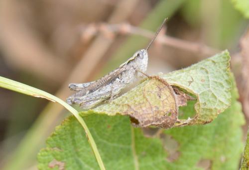 Chorthippus sp.