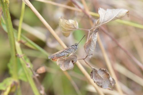 Chorthippus sp.