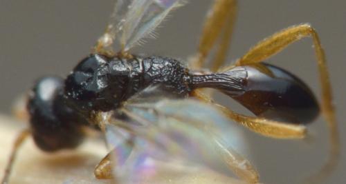 Réf. 242 570 : Peristenus laeviventris