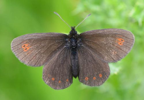 Réf. 242 991 : Erebia oeme