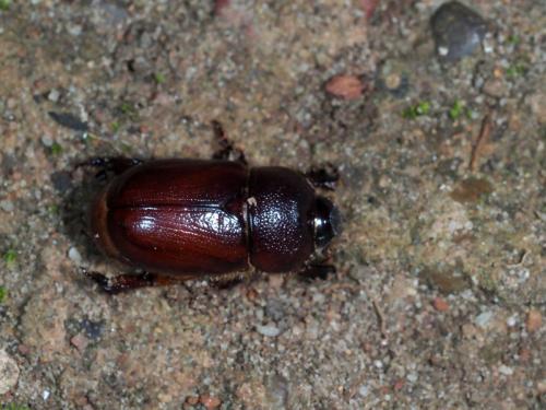 Temnorynchus sp.