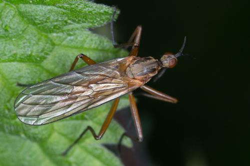 Réf. 242 559 : Empis sp.
