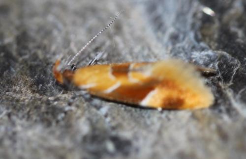 Réf. 242 176 : Epicallima formosella