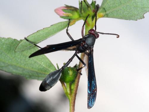 Réf. 242 362 : Belonogaster sp.