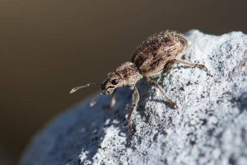 Andrion regensteinense