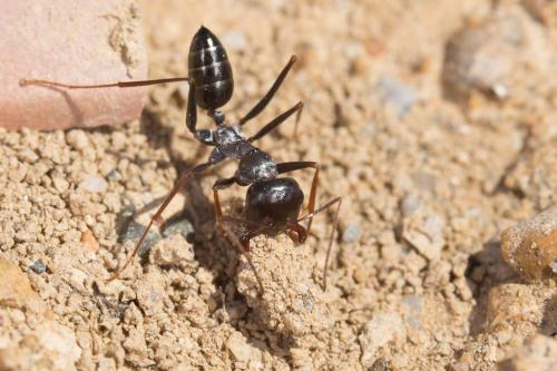 Cataglyphis iberica