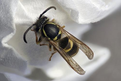 Vespula vulgaris