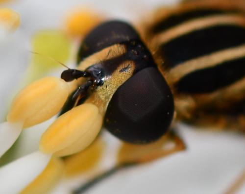 Helophilus pendulus