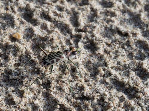 Réf. 242 802 : Habrodera nitidula