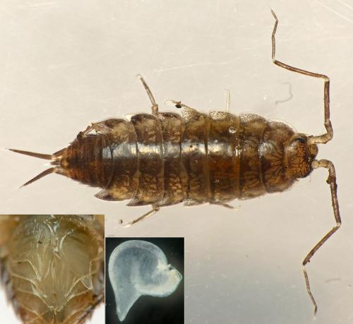 Réf. 242 900 : Halophiloscia couchii