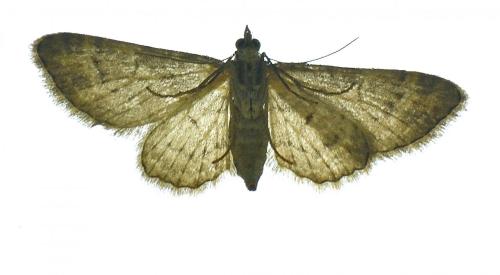 Réf. 242 955 : Gymnoscelis rufifasciata