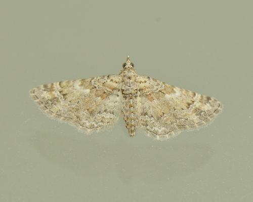Gymnoscelis rufifasciata