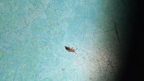 Arocatus sp.