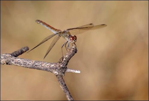 Sympetrum striolatum