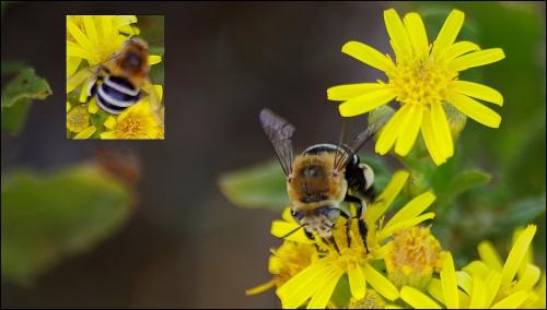 Réf. 242 278 : Amegilla quadrifasciata