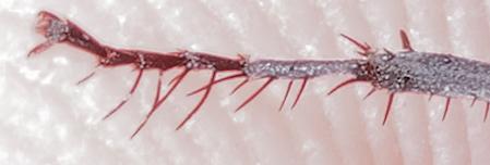 Episyron rufipes