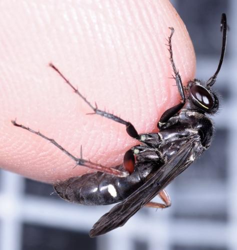 Episyron rufipes