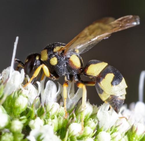 Réf. 242 787 : Parodontodynerus ephippium