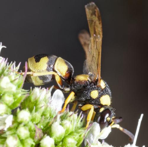 Réf. 242 788 : Parodontodynerus ephippium