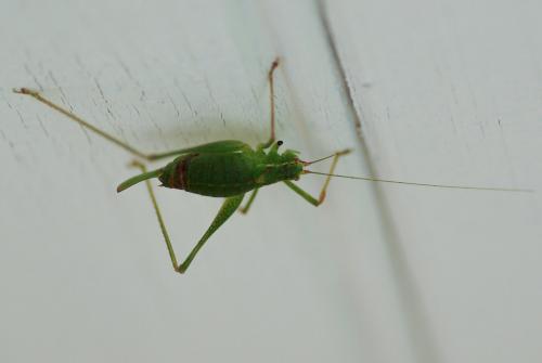 Leptophyes punctatissima