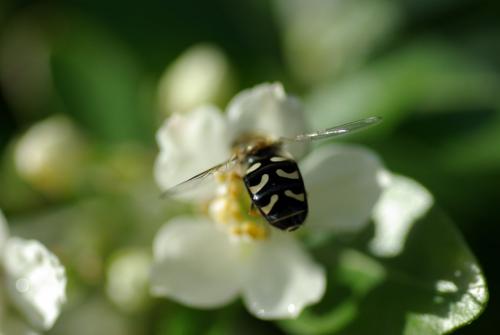 Réf. 242 973 : Scaeva pyrastri