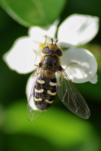 Réf. 242 916 : Scaeva pyrastri