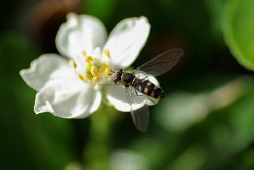 Réf. 242 918 : Meliscaeva auricollis