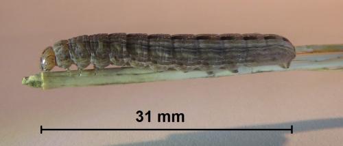 Réf. 242 650 : Thalpophila matura
