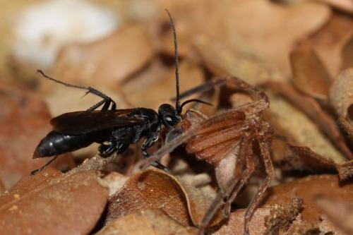 Cryptocheilus sp.