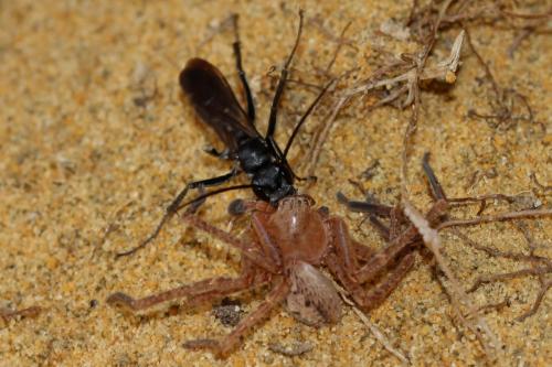 Cryptocheilus sp.