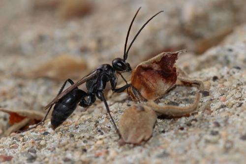 Cryptocheilus sp.