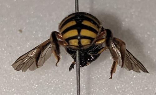Réf. 242 117 : Anthidium manicatum