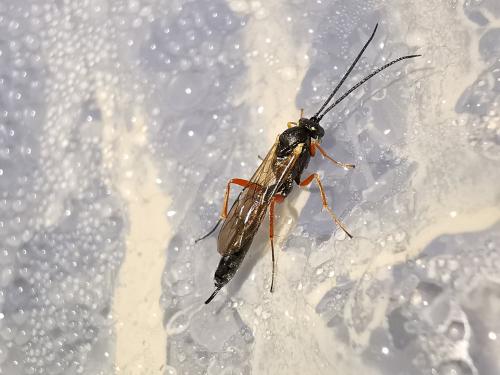 Réf. 242 646 : Campopleginae inconnu