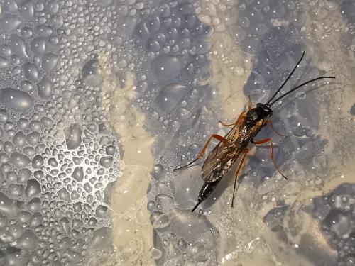 Réf. 242 647 : Campopleginae inconnu