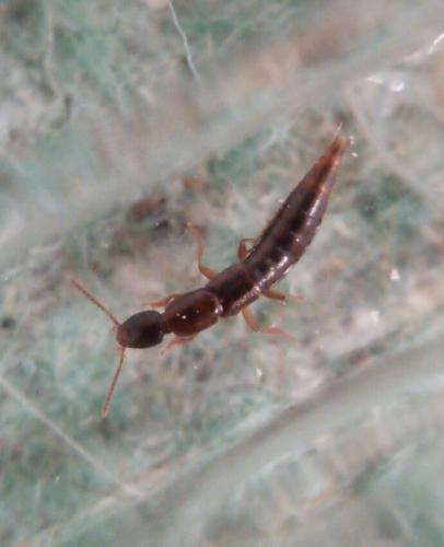 Réf. 242 655 : Othius sp.
