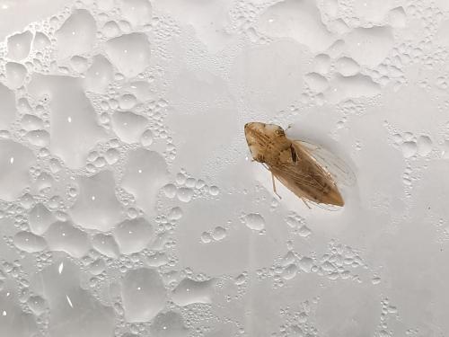 Réf. 242 681 : Eupelix cuspidata