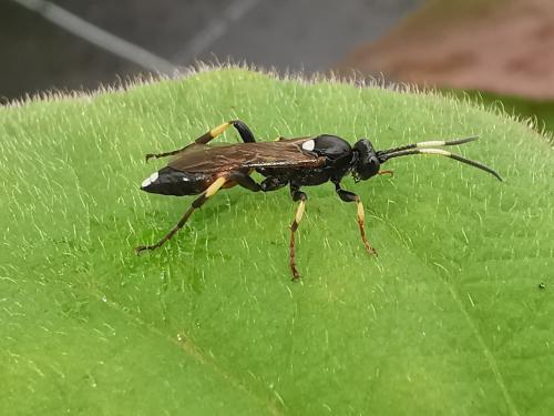 Ichneumon (crassifemur-molitorius)