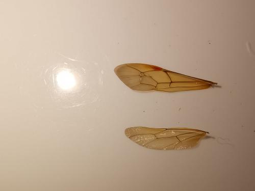 Réf. 242 690 : Eutanyacra crispatoria